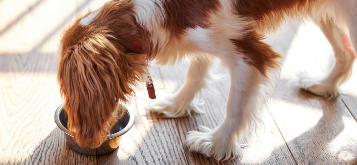 themenwelt themeneinstieg hundeernaehrung allein hundefutter 1600x740